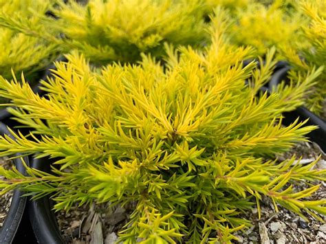 Presence of pricing data does not indicate product is in stock. Coleonema pulchellum 'Sunset Gold' | Native Sons Wholesale ...