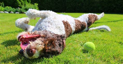 The Science Behind Why Dogs Love Tennis Balls So Much