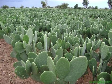 0/5]you must sign in to vote hola en este video quiero mostrar como siembro mis semillitas de cactus, esta es mi experiencia y la quiero compartir con todos ustedes. Método centenario y sustentable para purificar agua, el ...
