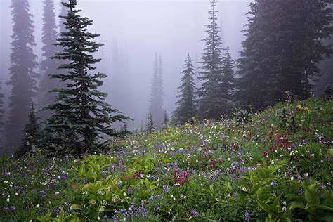 Foggy Summer Morning With Wildflowers Blooming In The Paradise Meadows