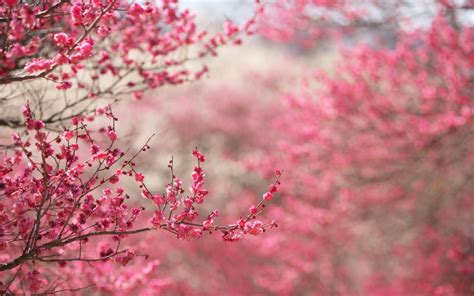 Cherry Blossoms Pink Spring Nature Wallpaper 2560x1600 22677