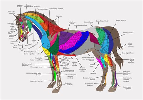 A4 Veterinary Poster U00 Muscles Of The Horse Animal Anatomy Picture
