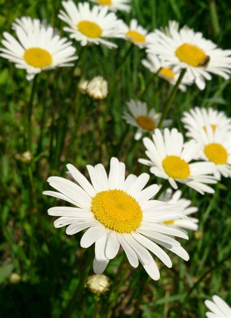 Gambar : menanam, bidang, padang rumput, daun bunga, musim panas, bunga