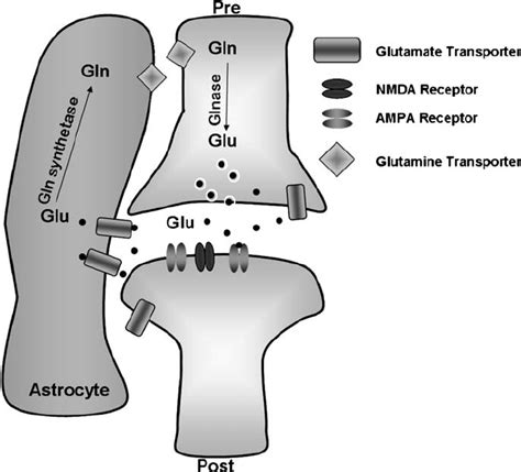 Glutamate Glu Transporters At The Central Nervous System Synapse