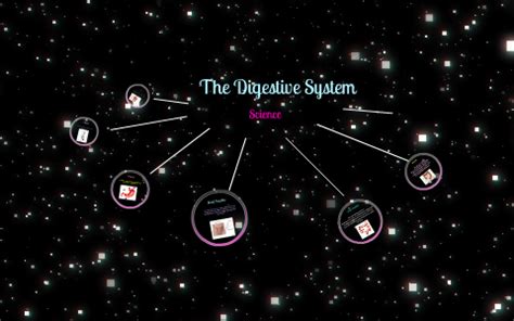 Digestive System By Cassandra Hammond