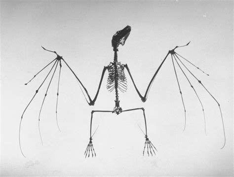 Andreas Feininger Photograph Of A Bat Lovely Bones The Art Of