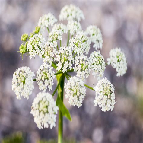 Cow Parsley Wildflower Seed Our Wildflower Ranges Green Tech