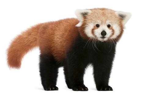 Premium Photo Young Red Panda Or Shining Cat Ailurus Fulgens On