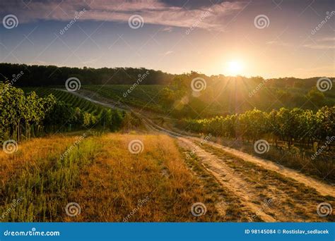 Vineyards At Sunset Czech Republic Stock Photo Image Of Sunrise