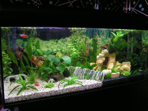 Alibaba.com introduces attractive and realistic 75 gallon fish aquarium for revamping your interior decorations at enticing deals. The inspiring of Ideas For Aquarium Dcor With White Sand ...