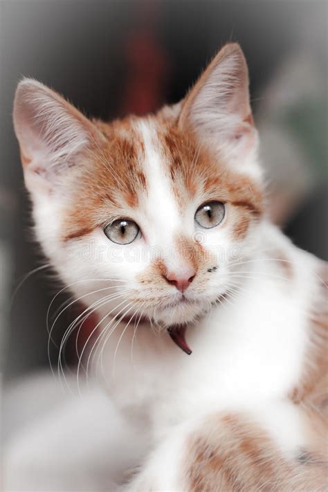 Young Shorthair Red White Cat Stock Image Image Of Pets Cute 14349515