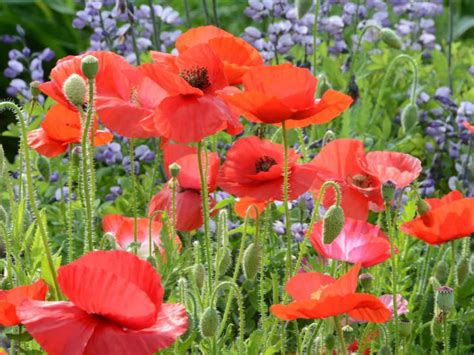 How To Grow And Care For A Corn Poppy Papaver Rhoeas World Of