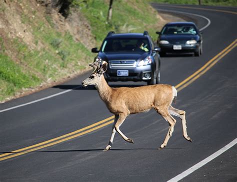 Watch Out For Wildlife Vehicle Wildlife Collisions Peak This Time Of Year