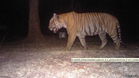 Man Eating Tiger Shot Dead In India Bbc News