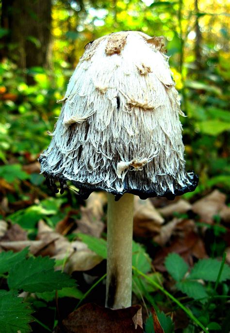 Shaggy Cap Mushroom (Coprinus Comatus) [1749x2534] : BotanicalPorn
