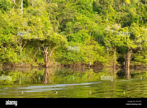 Panorama From Amazon Rainforest Brazilian Wetland Region Navigable