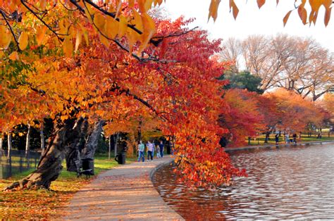 Top 6 Places In Dc To Photograph Fall Foliage Washington Photo