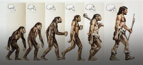 How Did Humans Evolve History