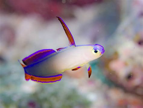 Reef Safe Fish For Your Saltwater Aquarium
