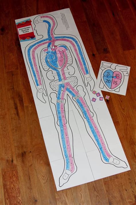 Best 25 Circulatory System Ideas On Pinterest Circulatory System For