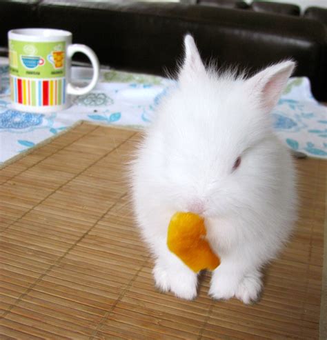 48 Best Images About Cute Baby Bunnies On Pinterest