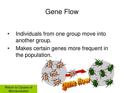 Gene Flow Definition And Example