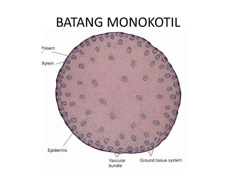gambar anatomi batang monokotil