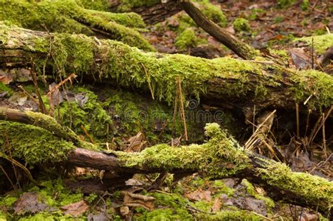 Old Fallen Trees With Lots Of Moss On Them Close Up Stock Image