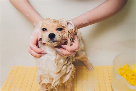 How Often Should You Wash Your Dog — Time To Bathe Your Pup