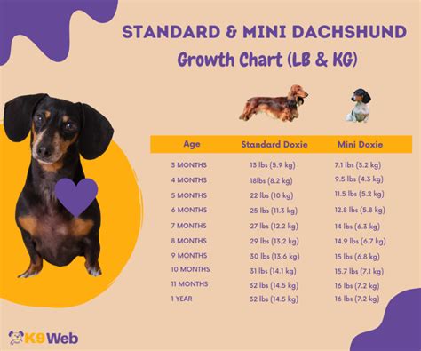 Dachshund Growth And Weight Chart Standard And Mini The Complete