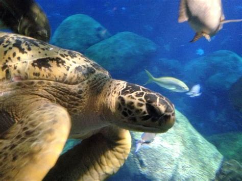 Tennessee State Aquarium Nashville Fun For Families