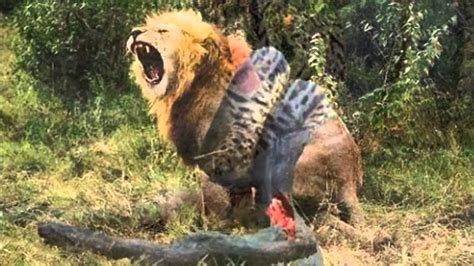 Maybe you would like to learn more about one of these? Lion VS Giant Snake - YouTube