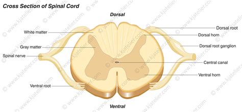 Dorsal And Ventral Roots Spinal Cord Hot Sex Picture