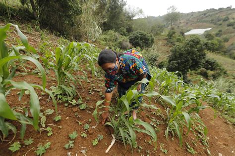 Us 20 Millones Para Autoconsumo De Campesinos Diario De Centro América