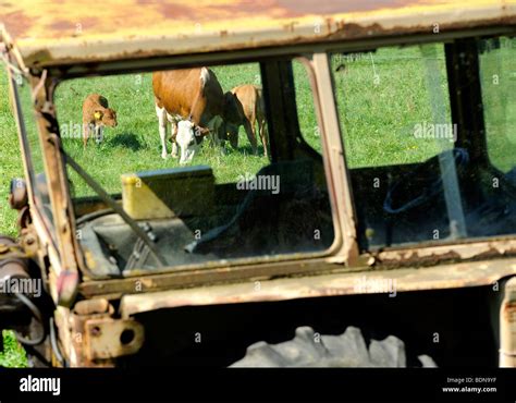 Old Tractor And Cows On Pasture Stock Photo Alamy
