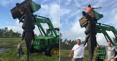 Huge Gator Caught In S Florida A Record Setter