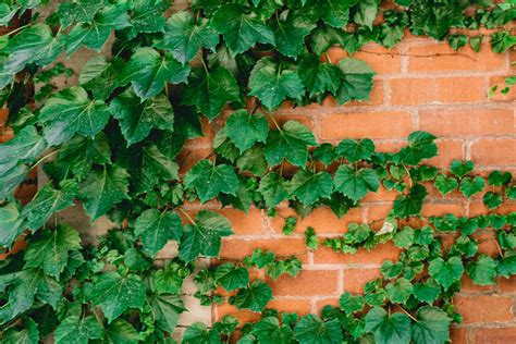 Boston Ivy Plant Care And Growing Guide