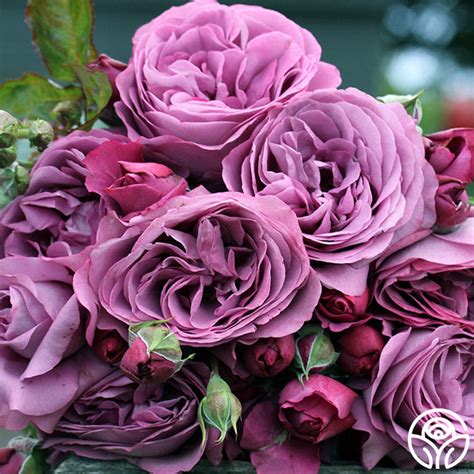 Plum Perfect Rose Floribunda Lightly Fragrant Heirloom Roses