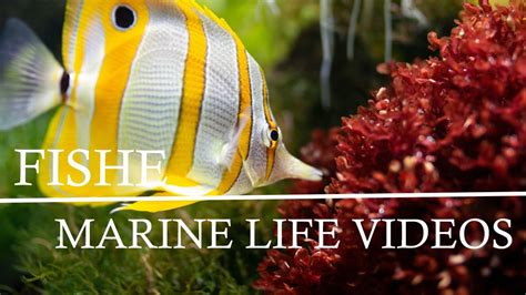Fishes In The Ocean Underwater Videos Ocean Life Sea Life Youtube