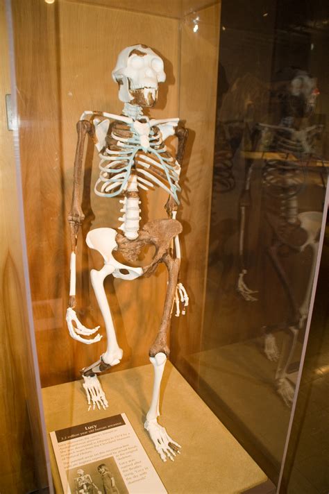 Filelucy Skeleton Wikimedia Commons