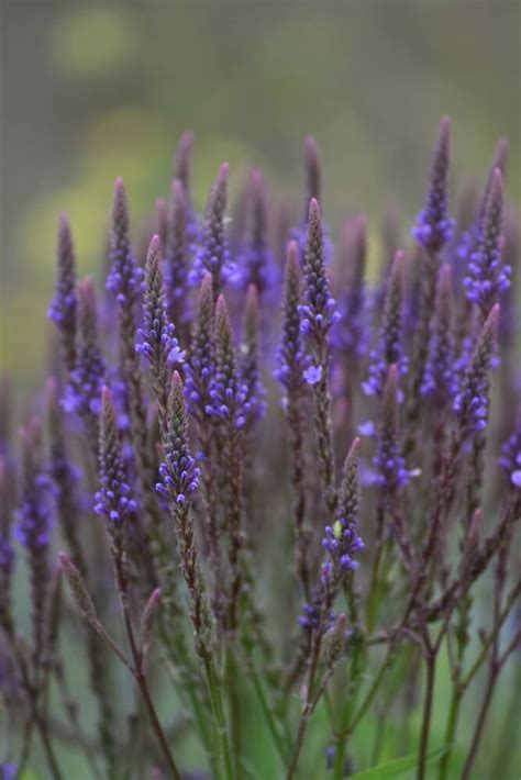 Benefits Of Blue Vervain A Versatile Native Herb Euphoric Herbals