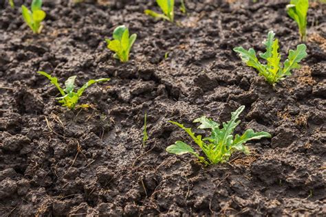Planting clover for deer outdoor life. Chicory for Deer: The Facts You Need to Know and How to ...