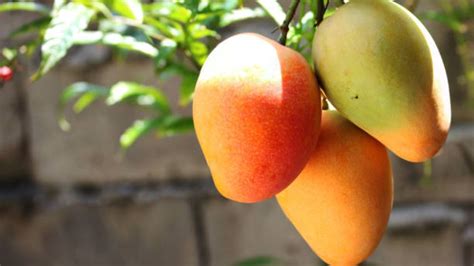 Cómo Cultivar Mango A Partir De La Semilla Paso A Paso