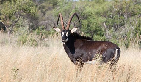 Sable Antelope Saving The Survivors