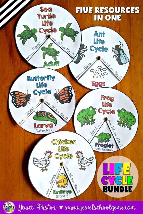 This is the life cycle of a chicken. Animal Life Cycle Activities BUNDLE (Animal Life Cycle ...