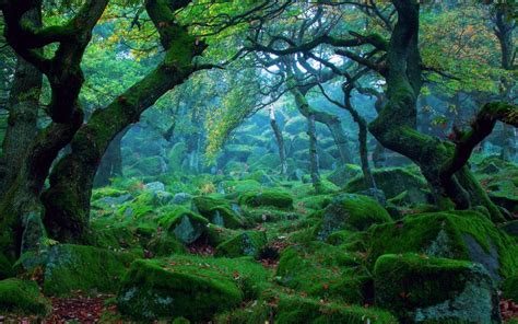 Nature Landscape Forest Mist Rocks Moss Green Wallpaper Nature