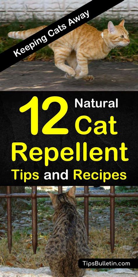 It will neutralize the area and your pet will become disinterested in returning. Keeping Cats Away - 12 Natural Cat Repellent Tips and Recipes