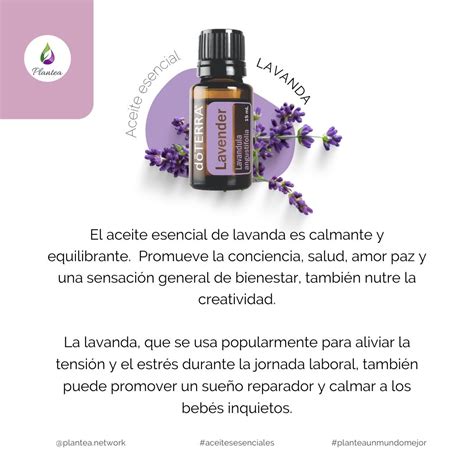 Aceite Esencial De Lavanda Beneficios Y Usos