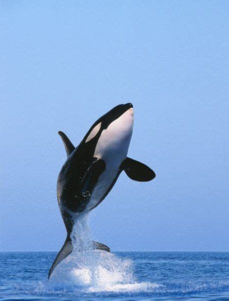 Orca Breaching Orcas Liberen A Willy Free Willy Sea Mammal Whale