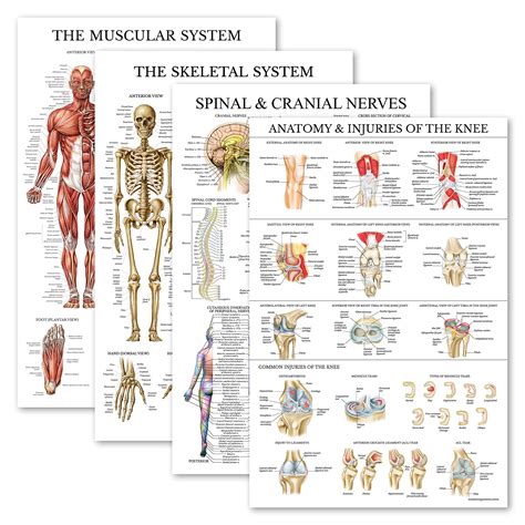 Buy Pack Anatomical Set Laminated Muscular Skeletal Spinal